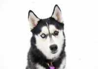 Picture of Siberian Husky headshot with snowy background.