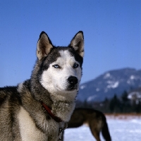 Picture of siberian husky in Austria at sled dog races,