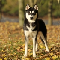 Picture of Siberian Husky in autumn