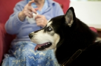 Picture of Siberian Husky in profile with elderly woman in background