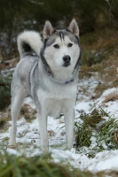 Picture of Siberian Husky in snow