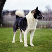 Picture of siberian husky, inuk, looking away