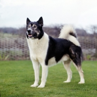 Picture of siberian husky, inuk, looking up