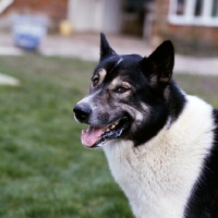 Picture of siberian husky, inuk, portrait