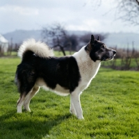 Picture of siberian husky inuk standing in field