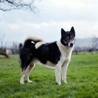 Picture of siberian husky, inuk,standing in a field