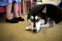 Picture of Siberian Husky laying down next to elderly woman's feet