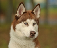 Picture of Siberian Husky looking away