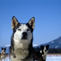Picture of siberian husky looking very cool indeed, at sled dog races in austria