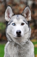 Picture of Siberian Husky, odd eyed