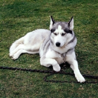 Picture of siberian husky on a chain