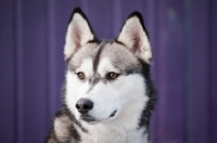 Picture of Siberian Husky on purple background
