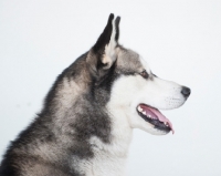 Picture of Siberian Husky on white background