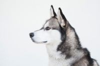 Picture of Siberian Husky on white background