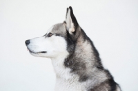 Picture of Siberian Husky on white background