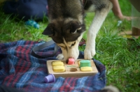 Picture of siberian husky playing with an interactive dog toy 