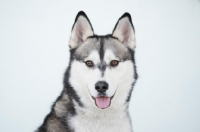Picture of Siberian Husky portrait on white background, mouth open