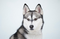 Picture of Siberian Husky portrait on white background