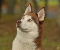 Picture of Siberian Husky portrait