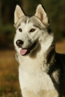 Picture of Siberian Husky portrait