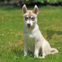 Picture of Siberian Husky puppy