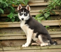 Picture of Siberian Husky puppy