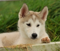 Picture of Siberian Husky puppy