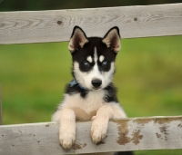 Picture of Siberian Husky puppy