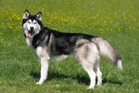 Picture of siberian husky side view