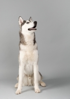 Picture of Siberian Husky sitting in studio, waiting for a treat.
