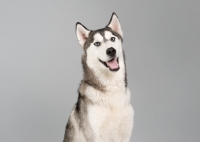 Picture of Siberian Husky sitting in studio, smiling at the camera.