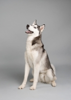 Picture of Siberian Husky sitting in studio, smiling at the camera.