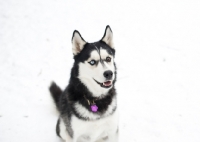 Picture of Siberian Husky sitting on snow.