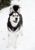 Picture of Siberian Husky standing on snow, watching in anticipation.