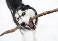 Picture of Siberian Husky with a stick in his mouth.