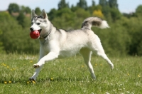 Picture of Siberian Husky with ball