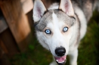 Picture of Siberian Husky with icy blue eyes, looking at camera