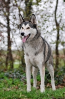 Picture of Siberian Husky