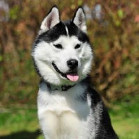 Picture of siberian husky