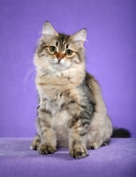 Picture of Siberian kitten