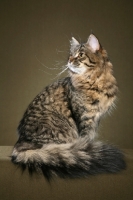 Picture of Siberian on brown background