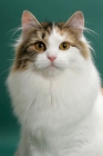 Picture of Siberian on green background, Brown Mackerel Torbie & White, portrait