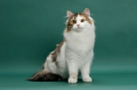 Picture of Siberian on green background, Brown Mackerel Torbie & White