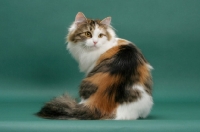 Picture of Siberian on green background, Brown Mackerel Torbie & White