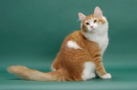 Picture of Siberian on green background, Red Mackerel Tabby & White, sitting