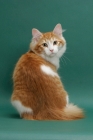 Picture of Siberian on green background, Red Mackerel Tabby & White