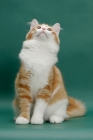 Picture of Siberian on green background, Red Mackerel Tabby & White, looking up