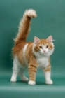 Picture of Siberian on green background, Red Mackerel Tabby & White, tail up