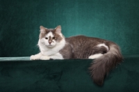 Picture of Siberian on teal background