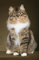Picture of Siberian sitting on brown background